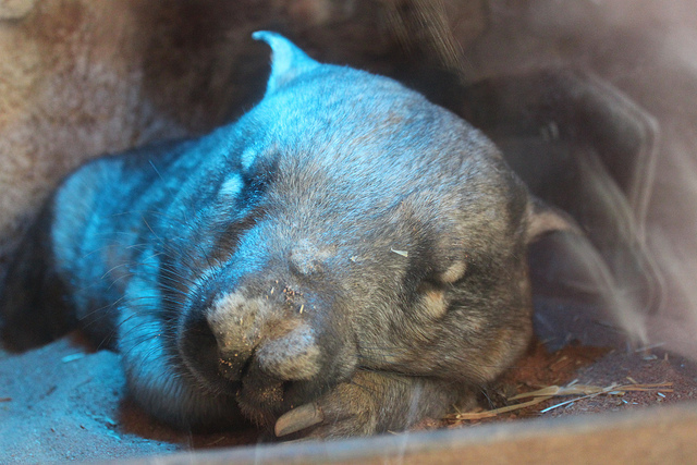 sleeping_wombat_medium